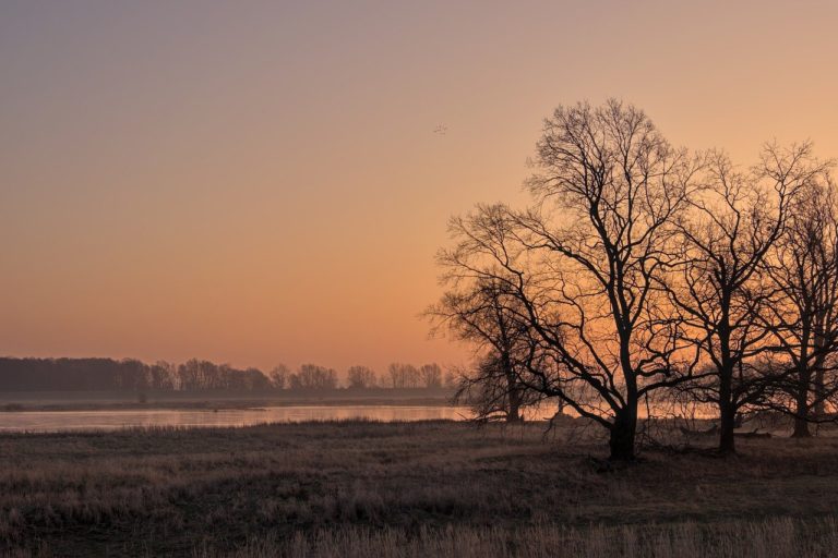 river landscape, sunrise, trees-6966206.jpg